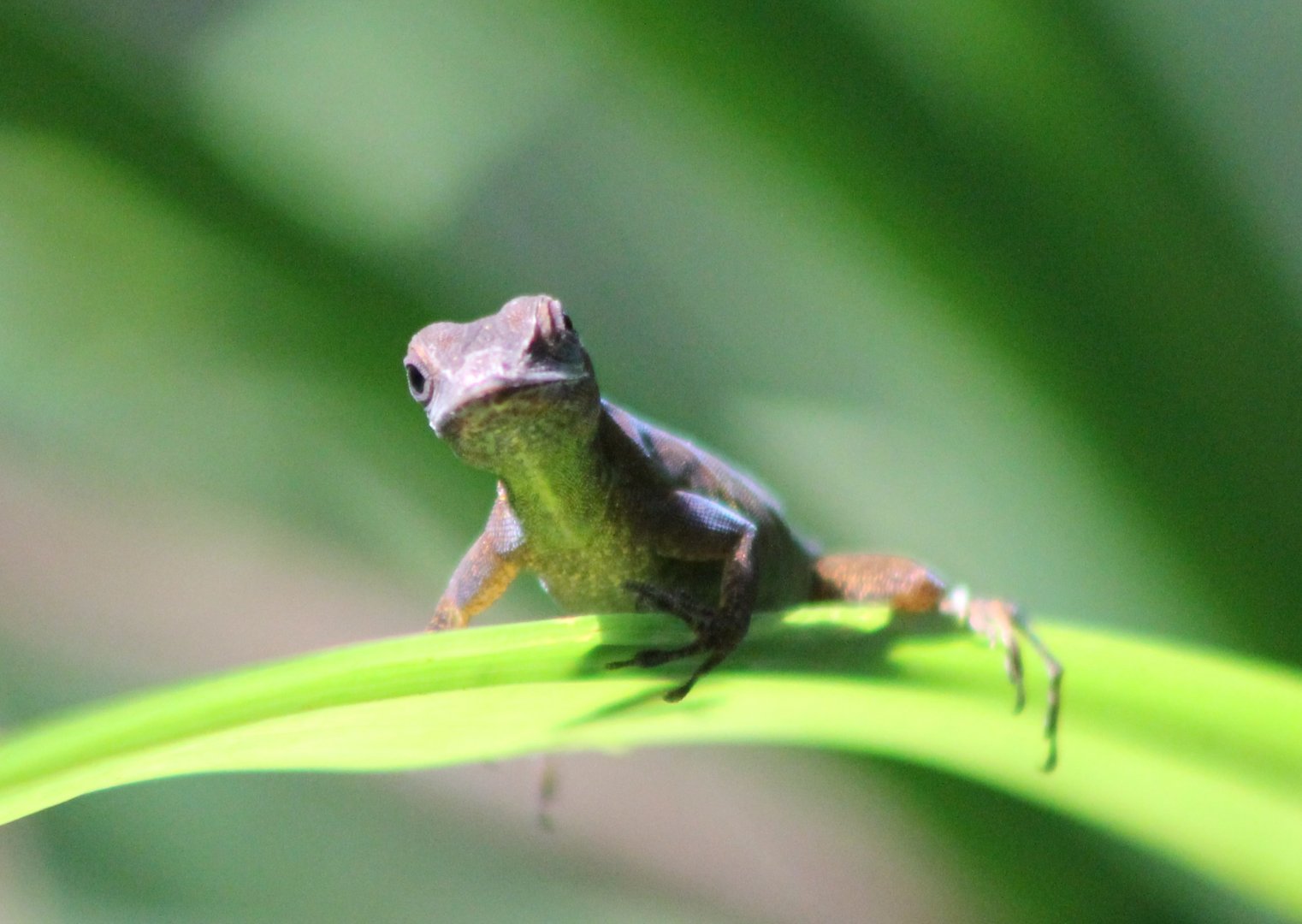 Anole