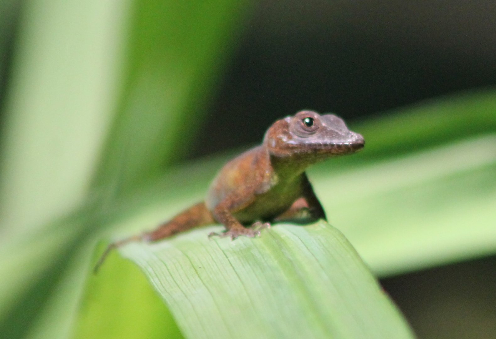 Anole