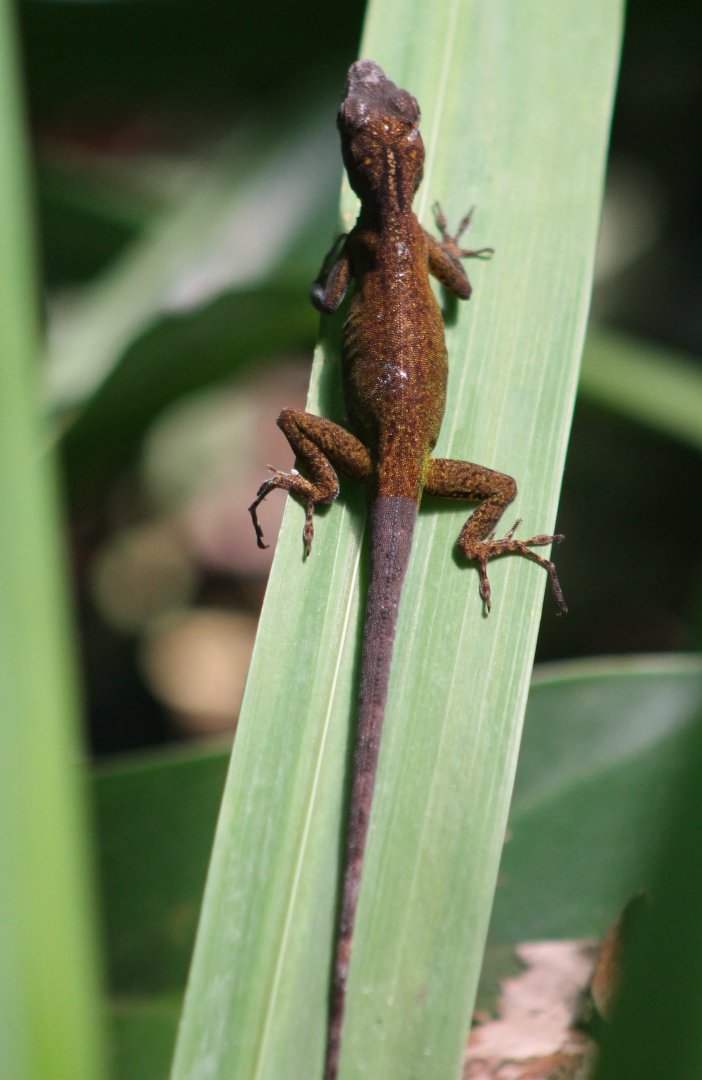 Anole