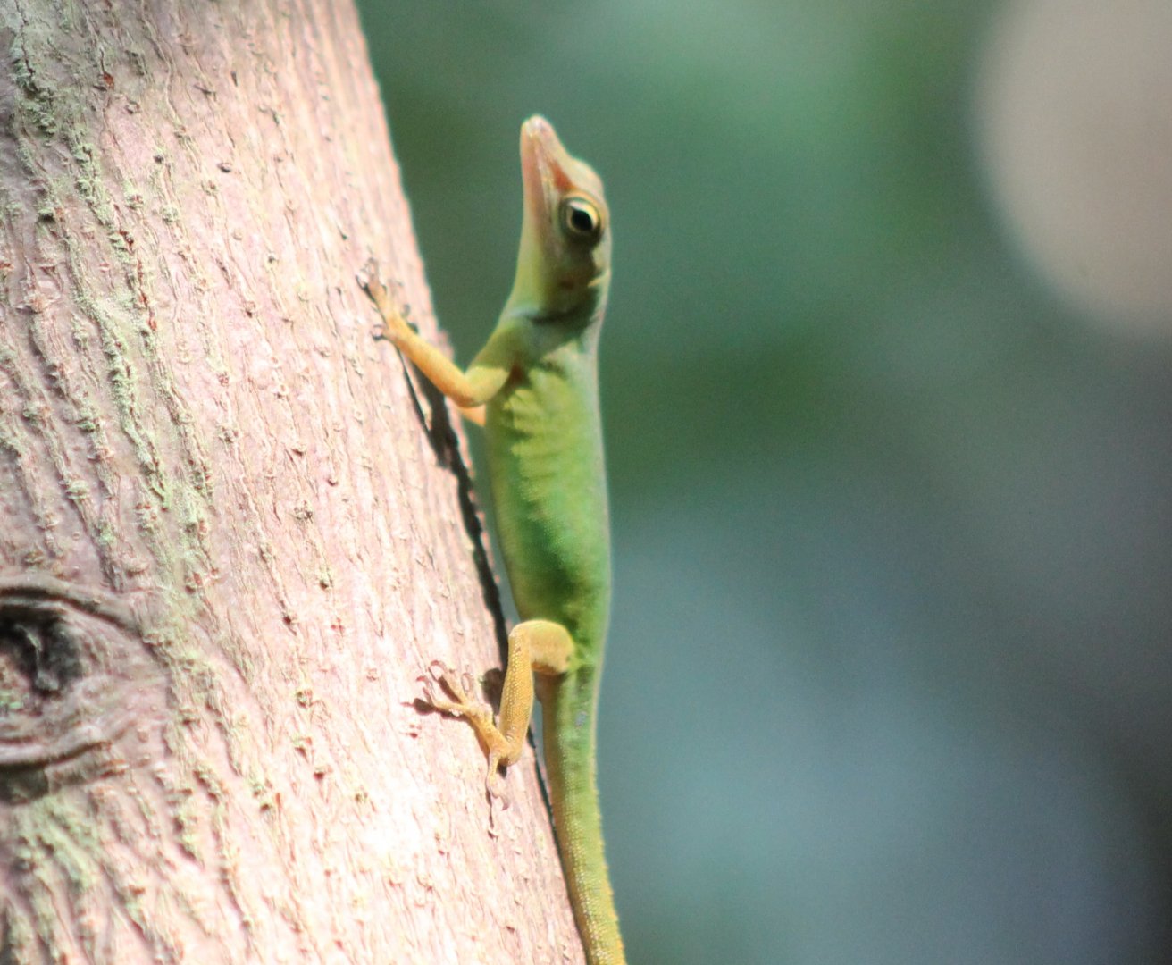 Anole