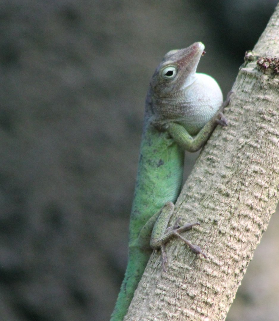 Anole