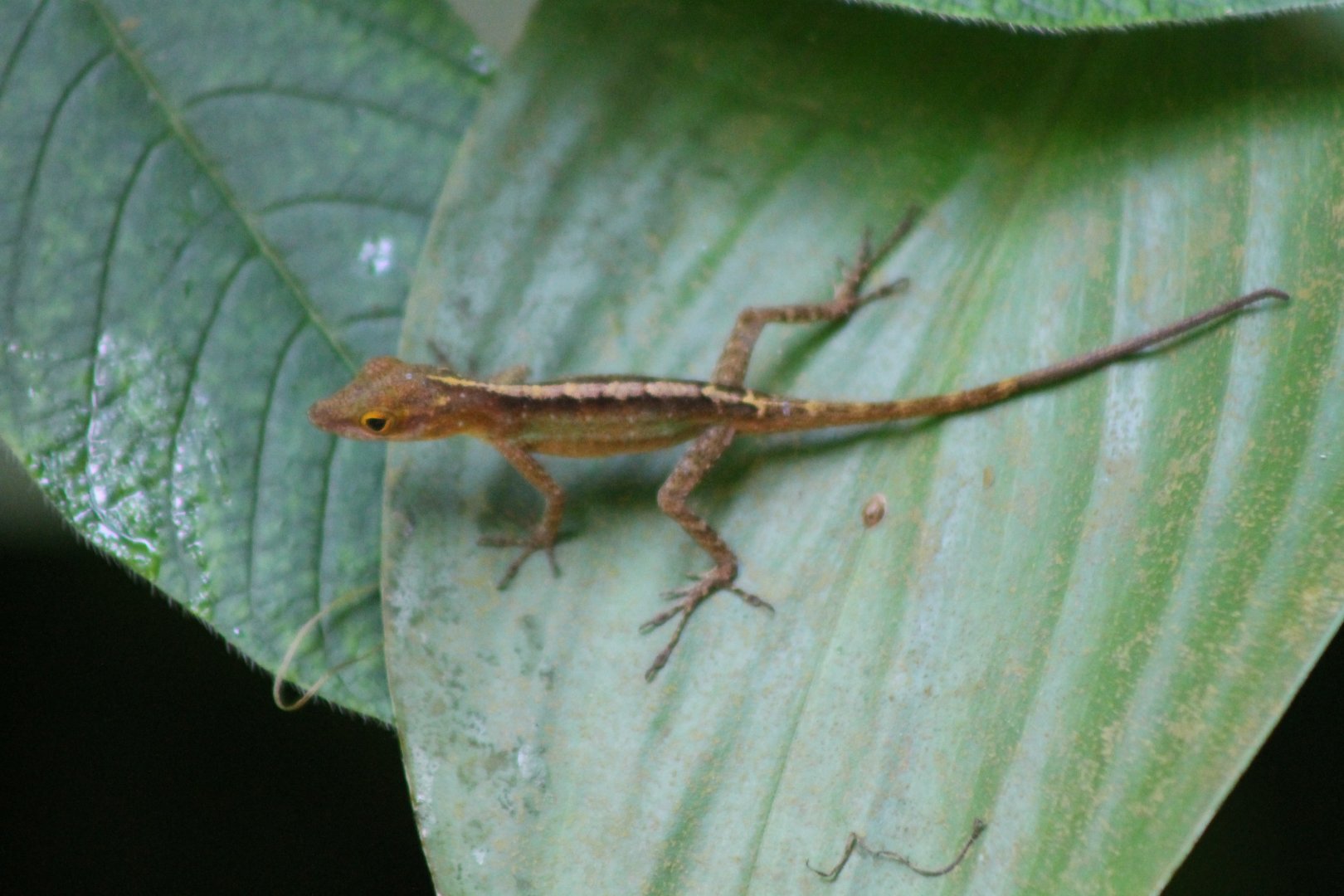 Anole