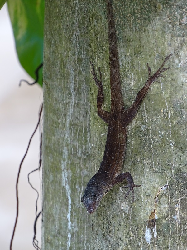 Anole
