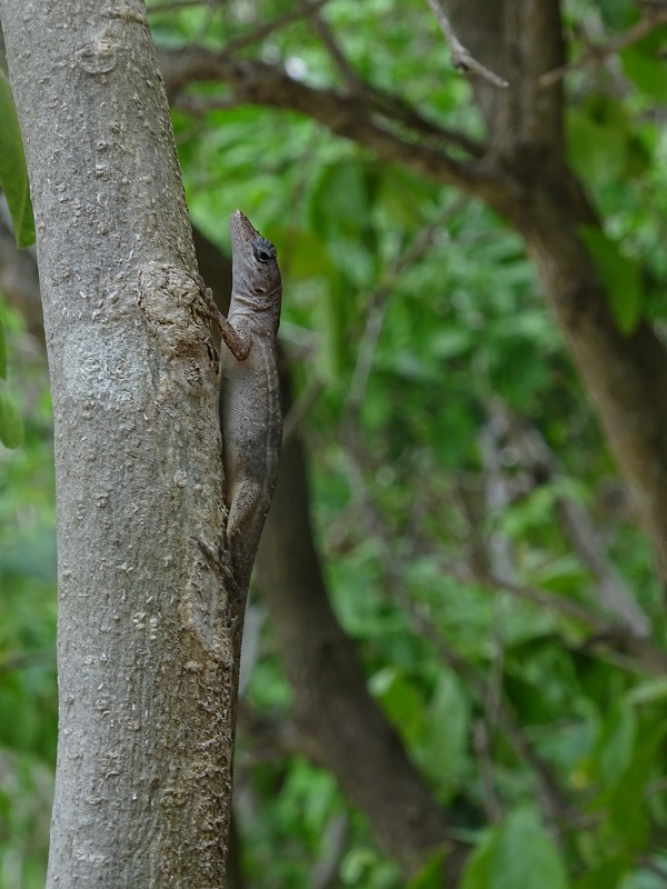 Anole