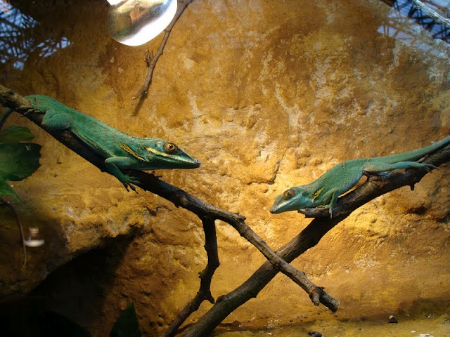Anolis baracoae