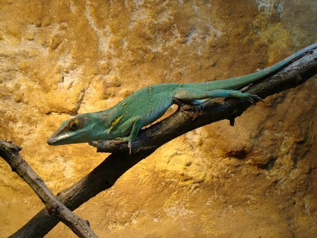 Anolis baracoae