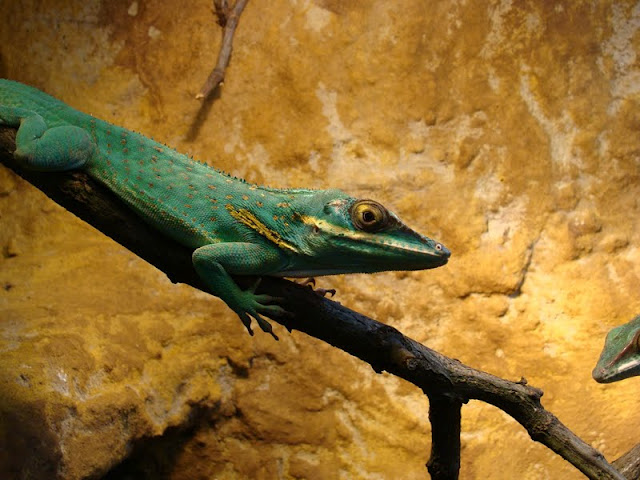 Anolis baracoae