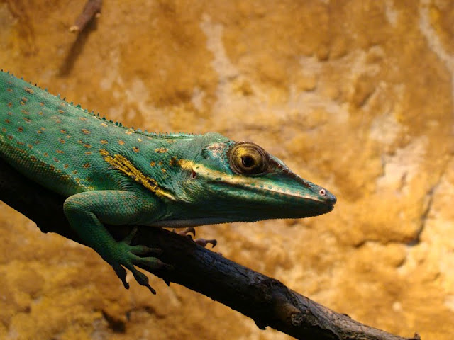 Anolis baracoae