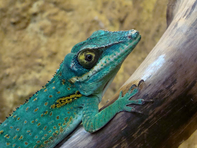 Anolis baracoae