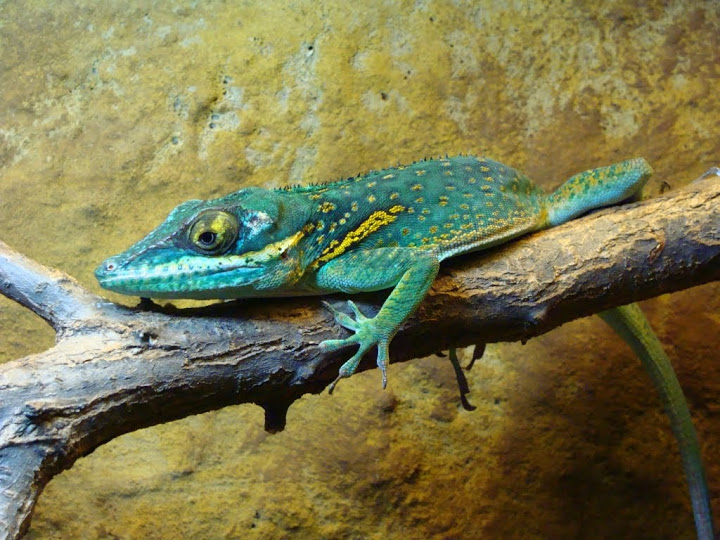 Anolis baracoae