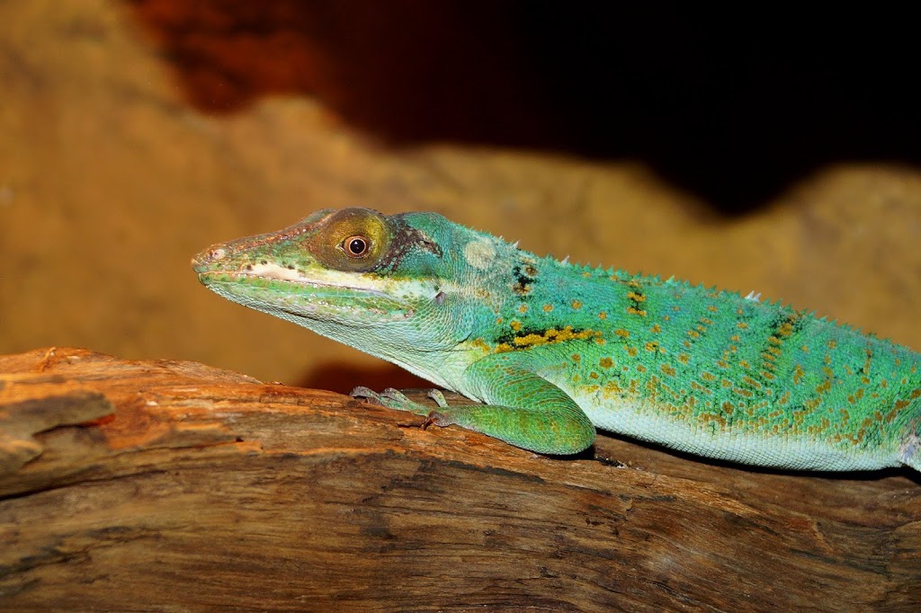 Anolis baracoe