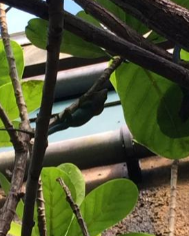 Anolis carolinensis (Green Anole)