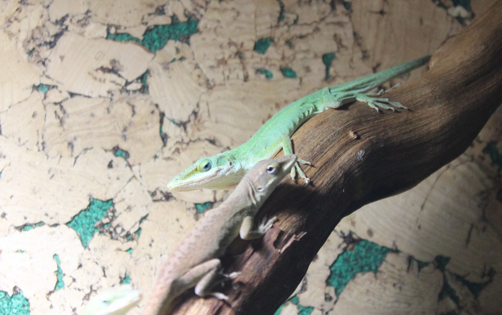 Anolis carolinensis