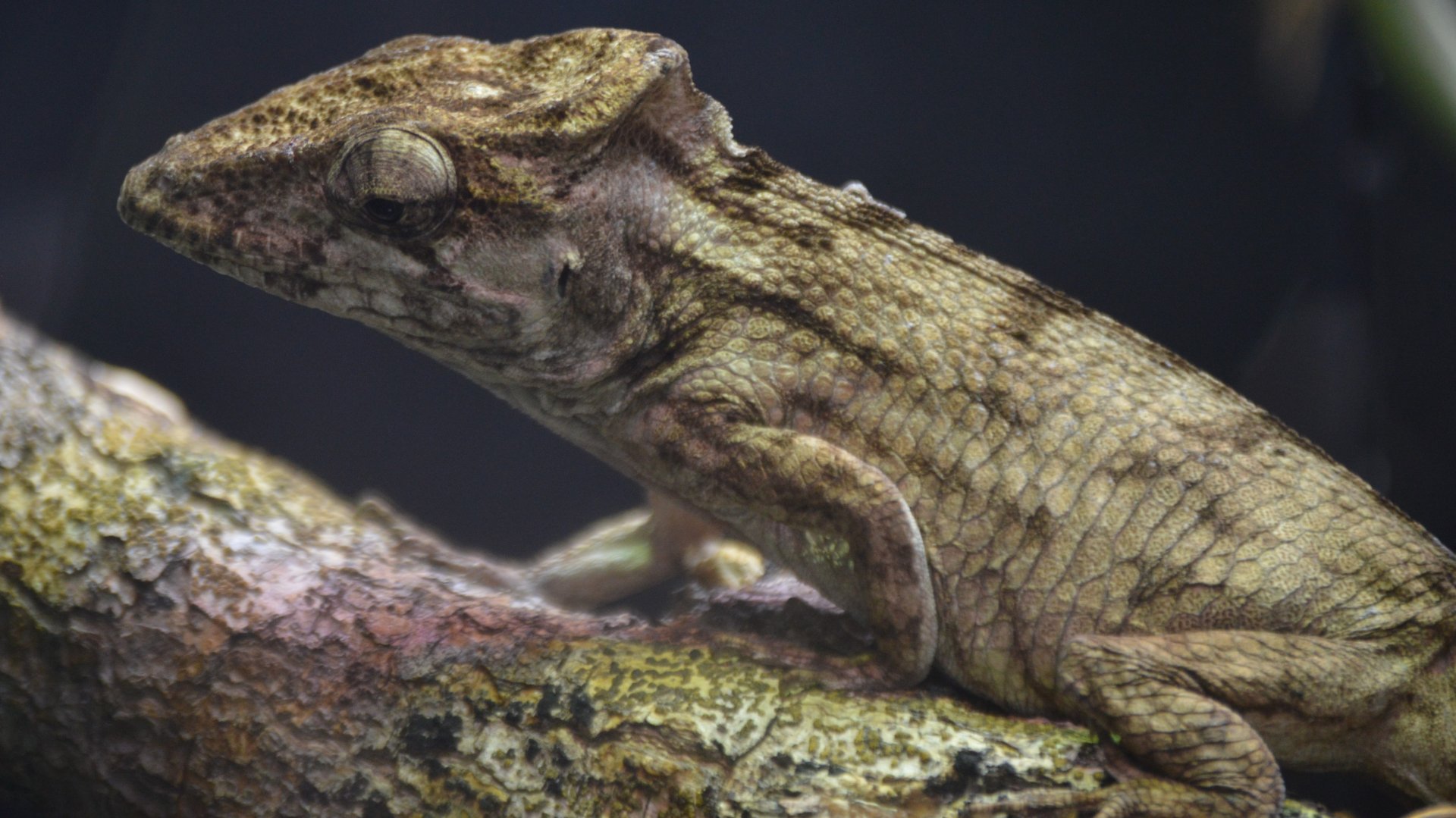 Anolis chamaeleonides
