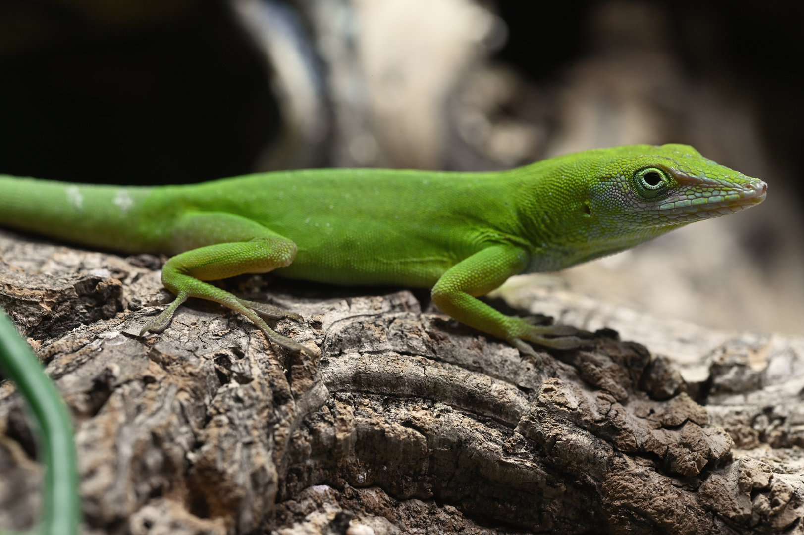 Anolis chlorocyanus
