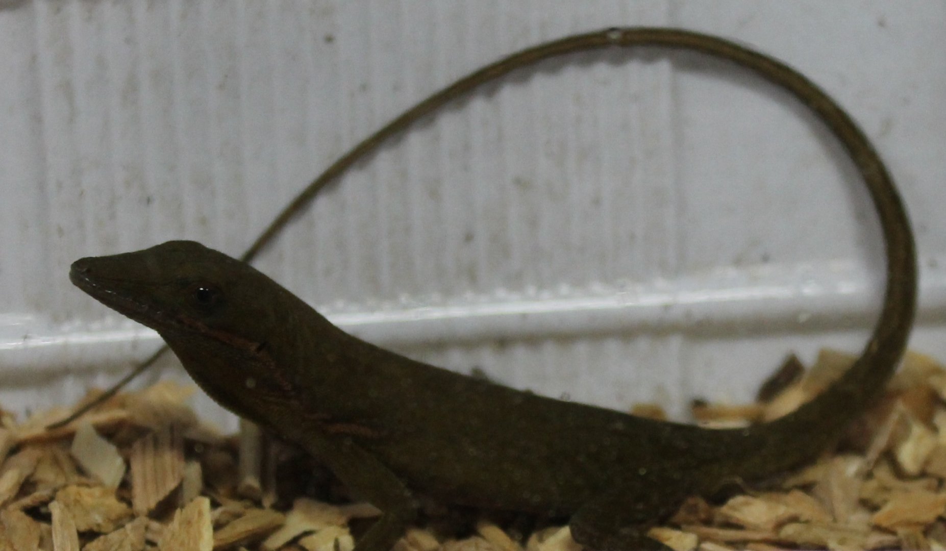 Anolis coelestinus - female