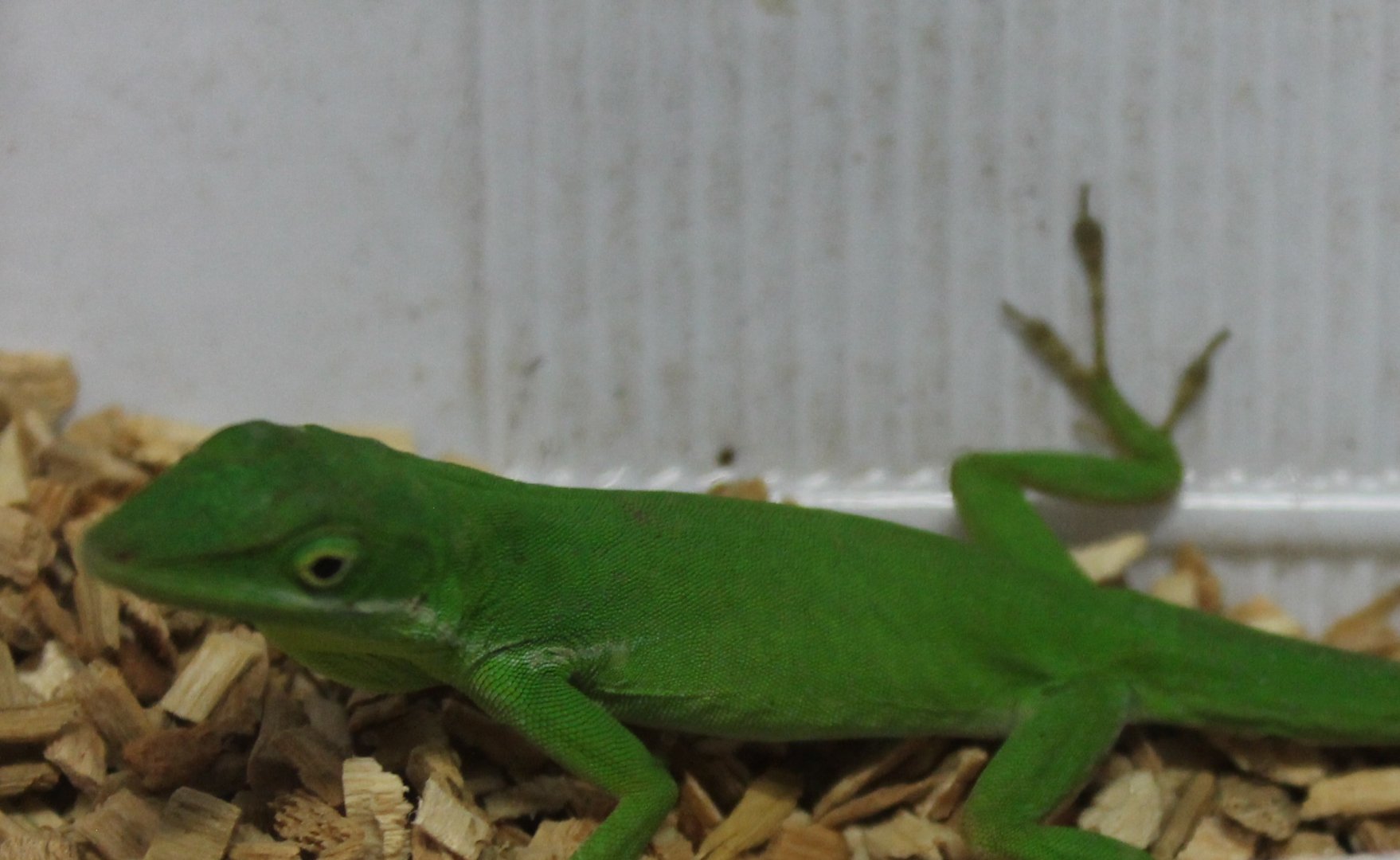 Anolis coelestinus - male