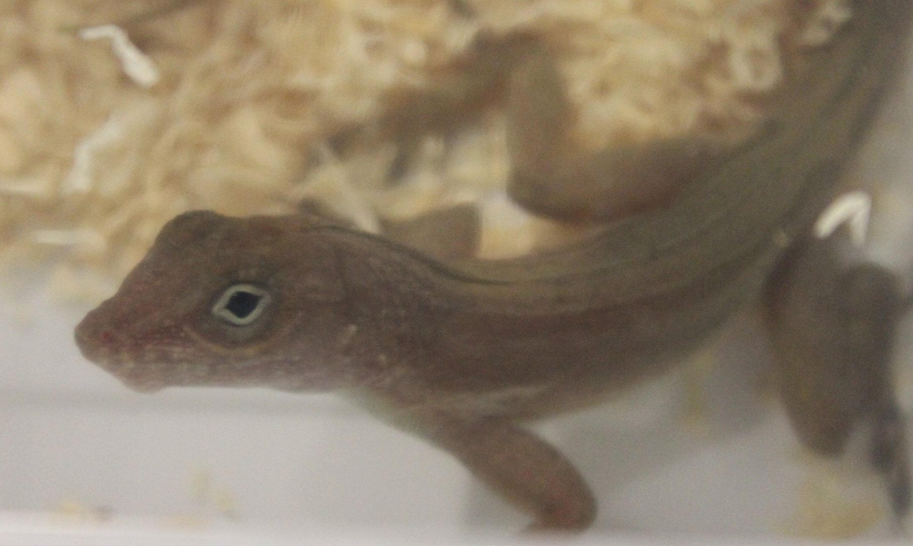 Anolis cristatellus