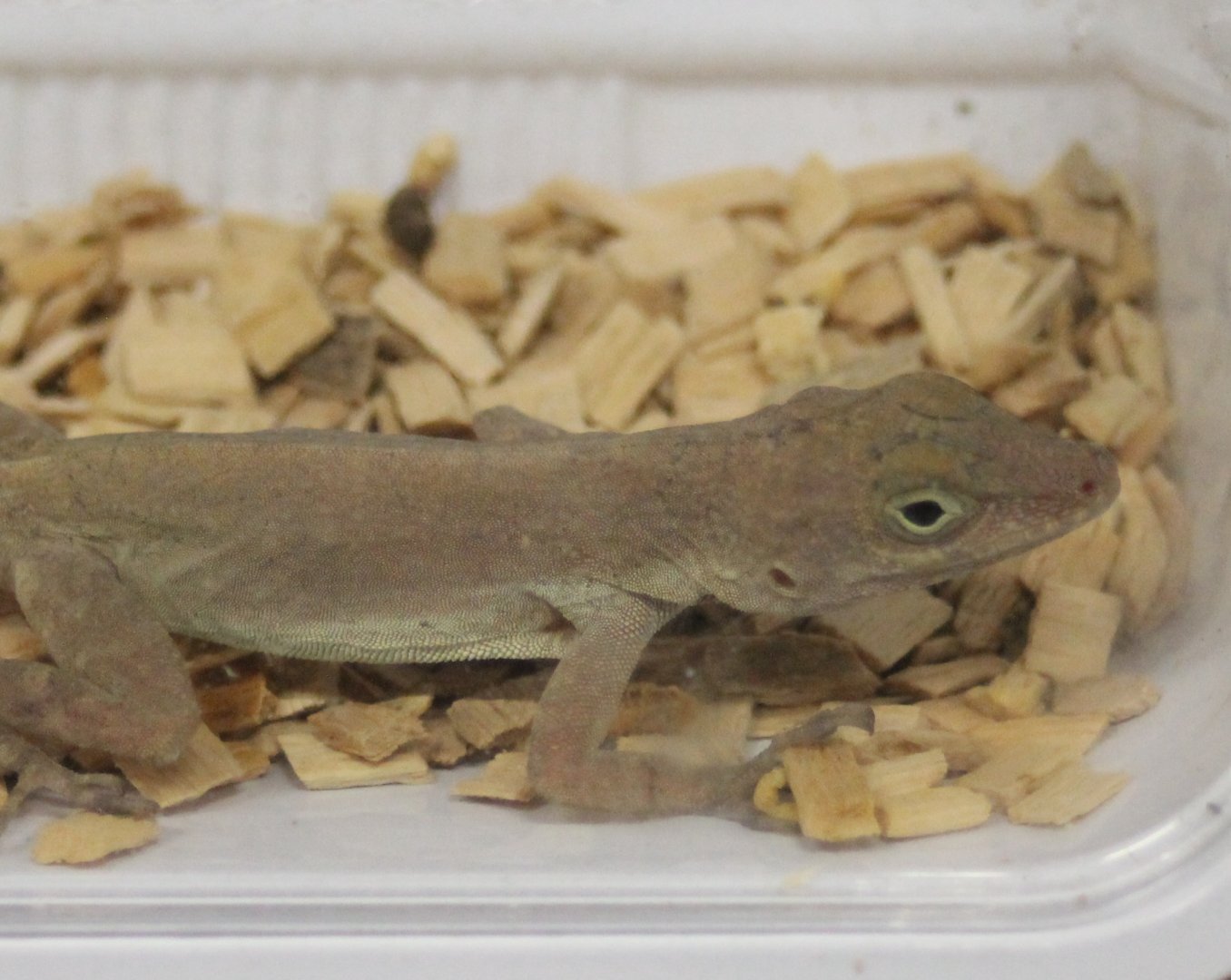 Anolis cristateus