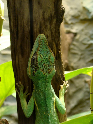 Anolis equestris
