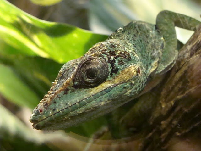 Anolis equestris