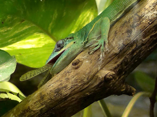 Anolis equestris