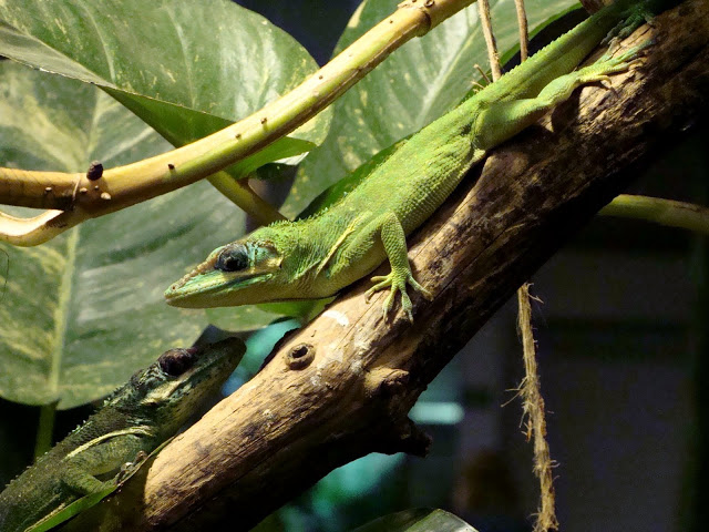 Anolis equestris