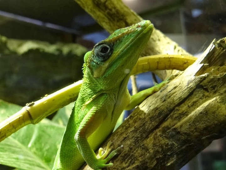 Anolis equestris