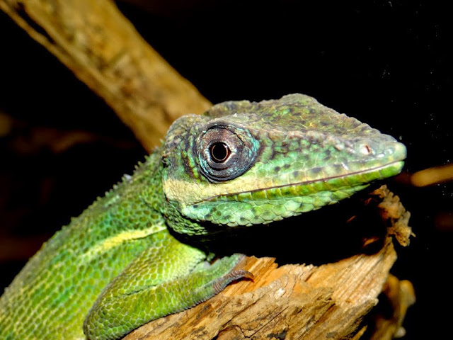 Anolis equestris