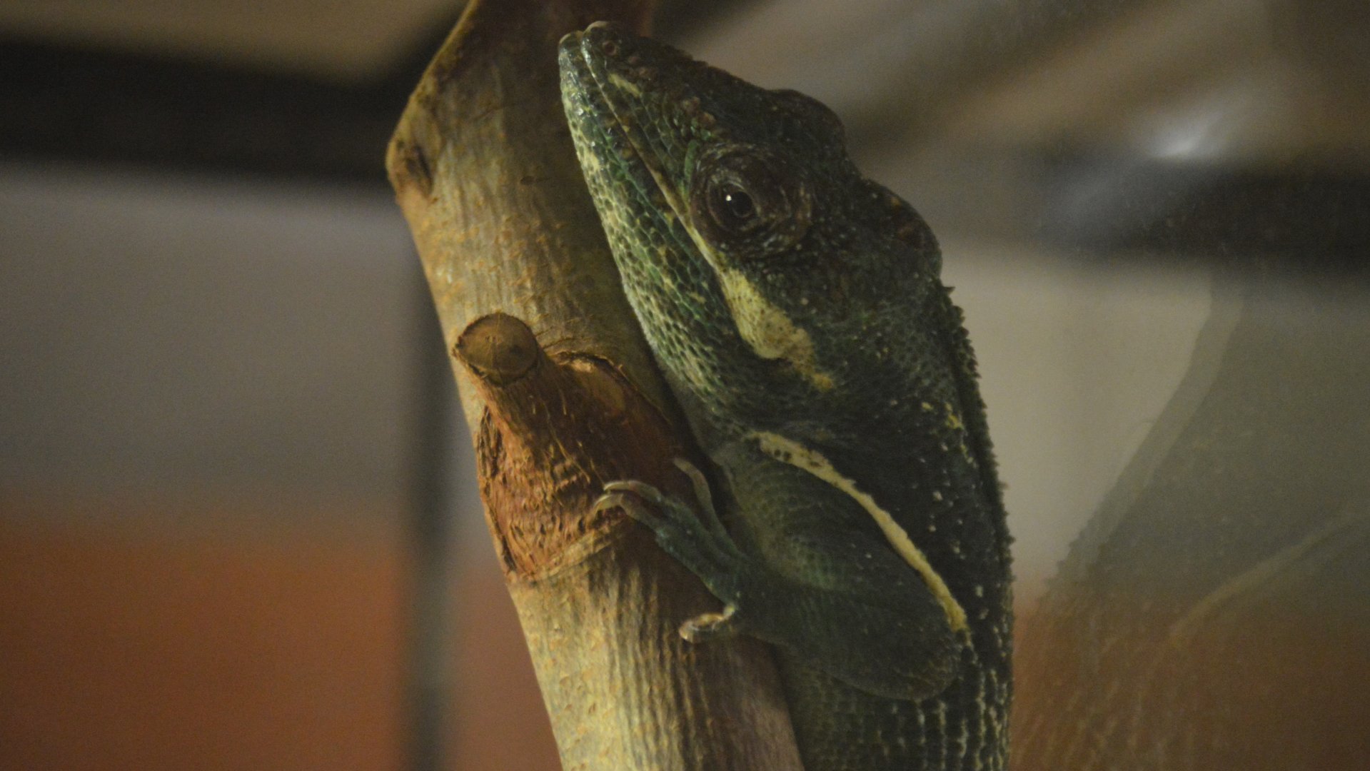 Anolis equestris