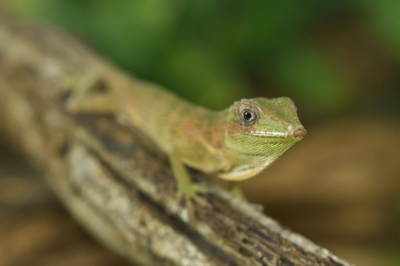 Anolis equestris