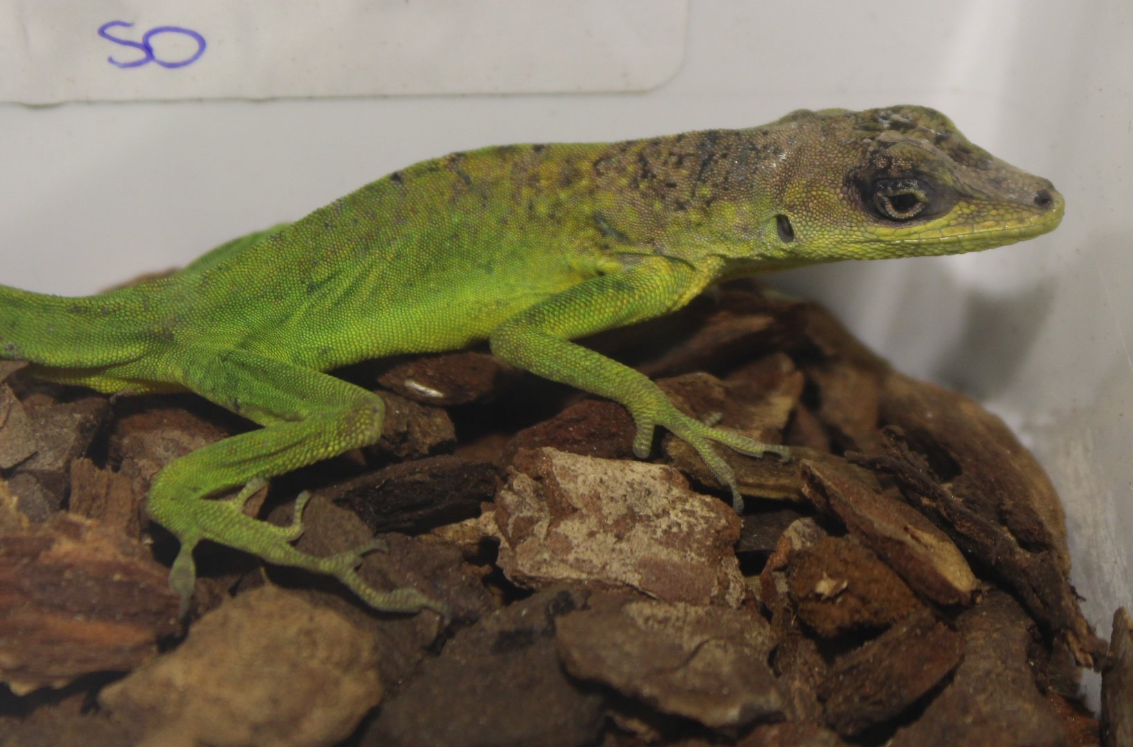 Anolis extremus