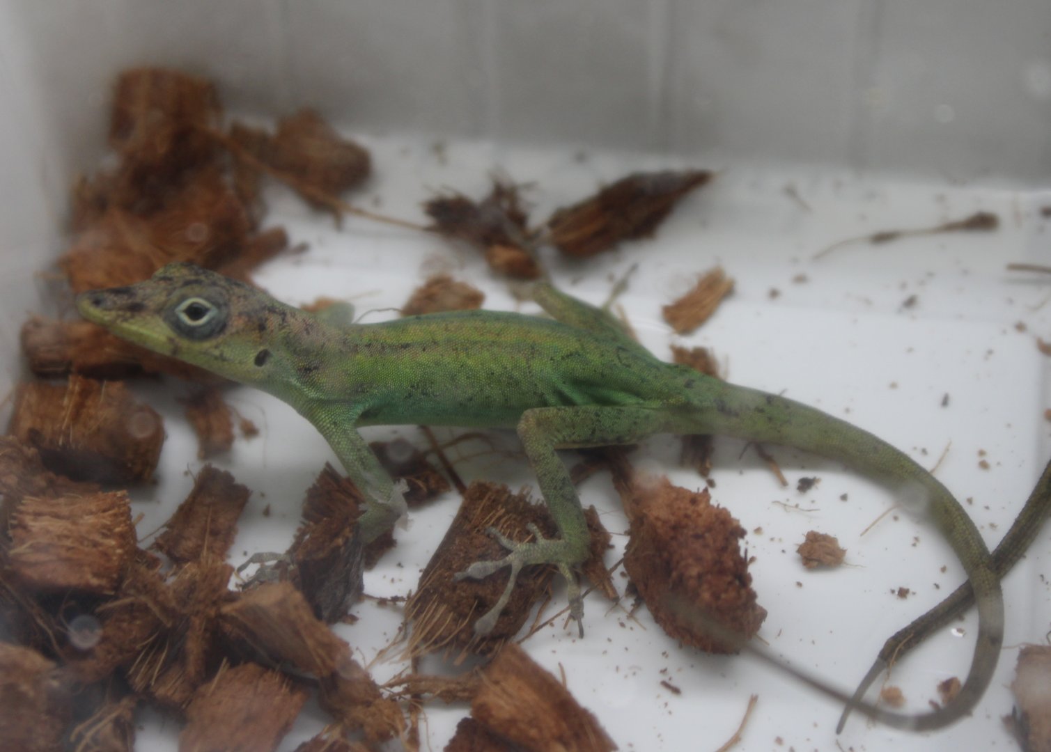 Anolis extremus