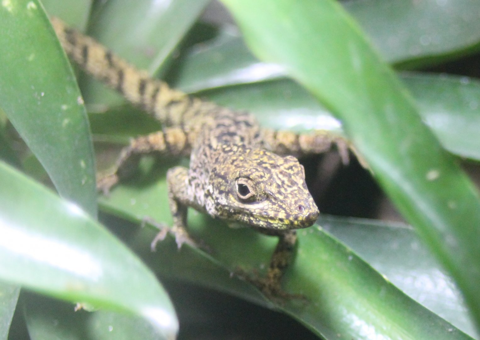 Anolis gingivinus
