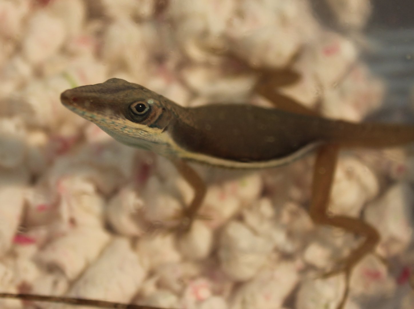 Anolis hendersoni