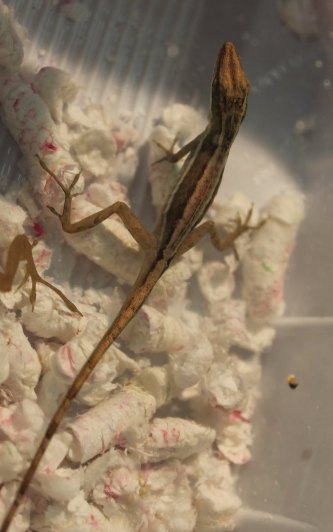 Anolis hendersoni