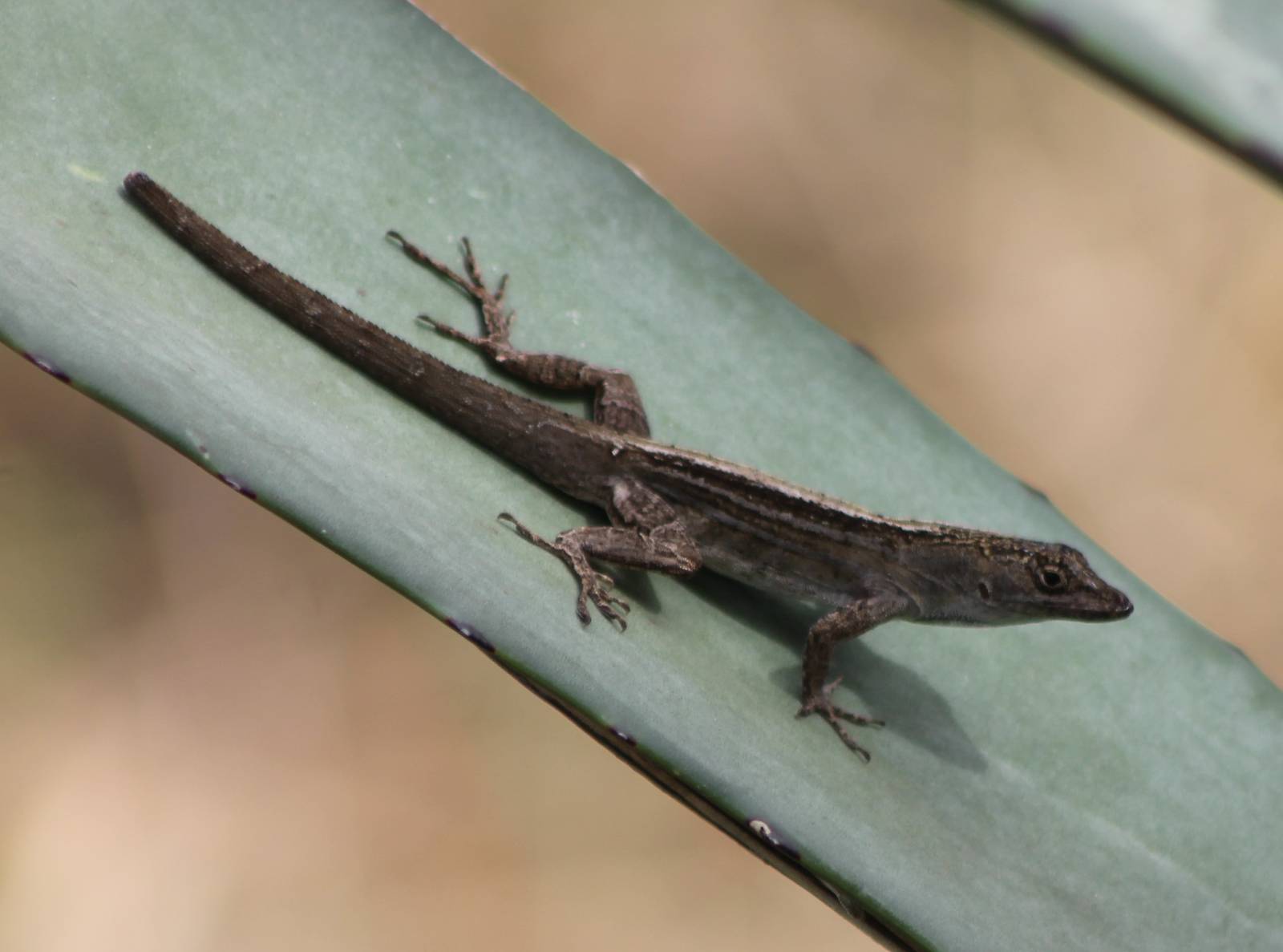 Anolis ID