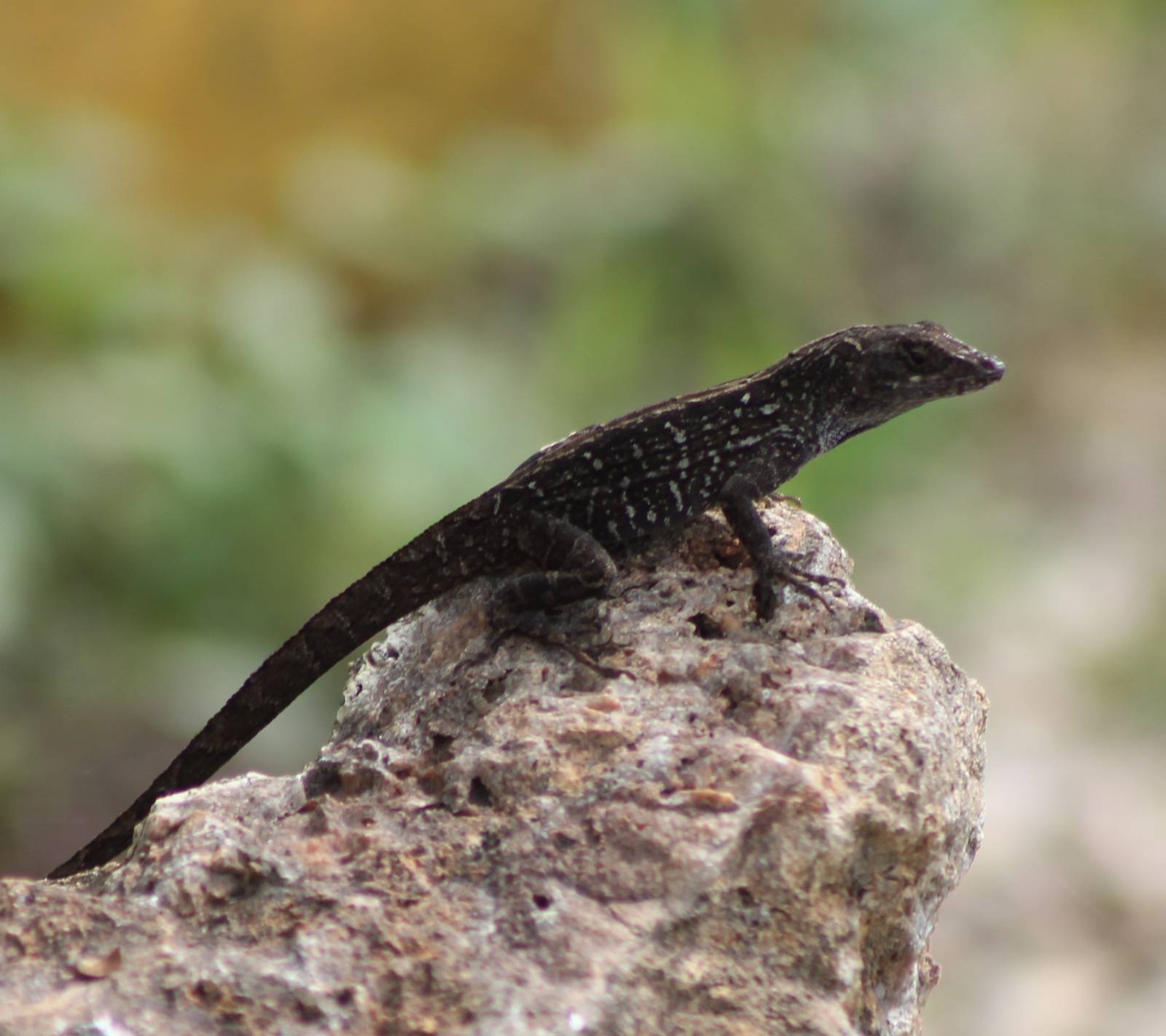 Anolis ID