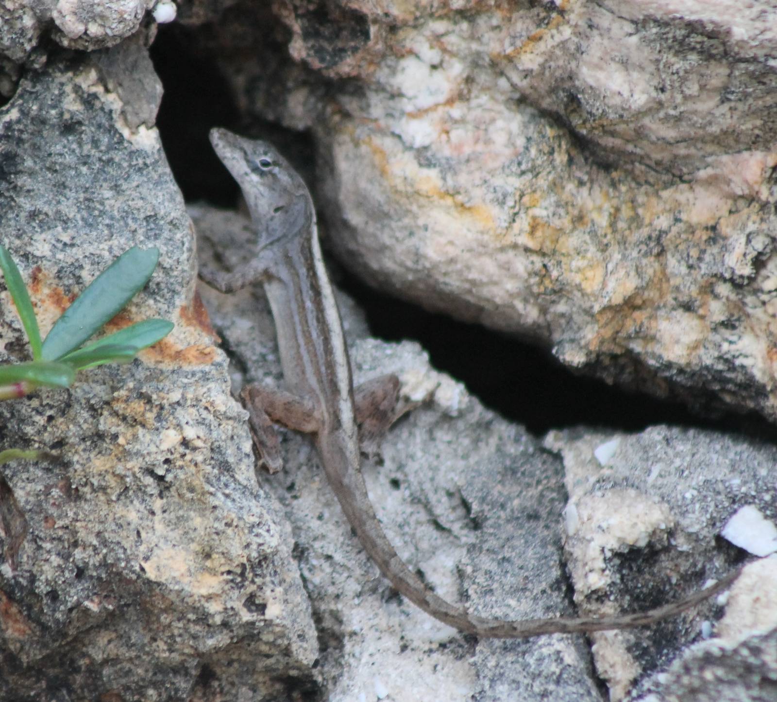 Anolis ID