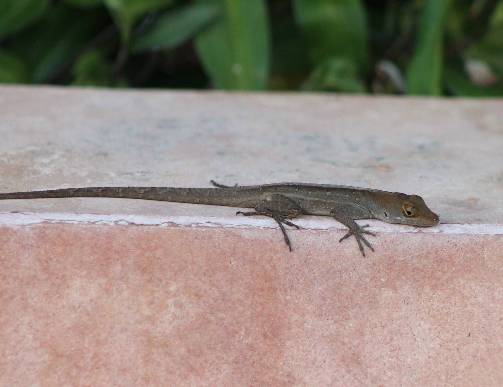 Anolis ID