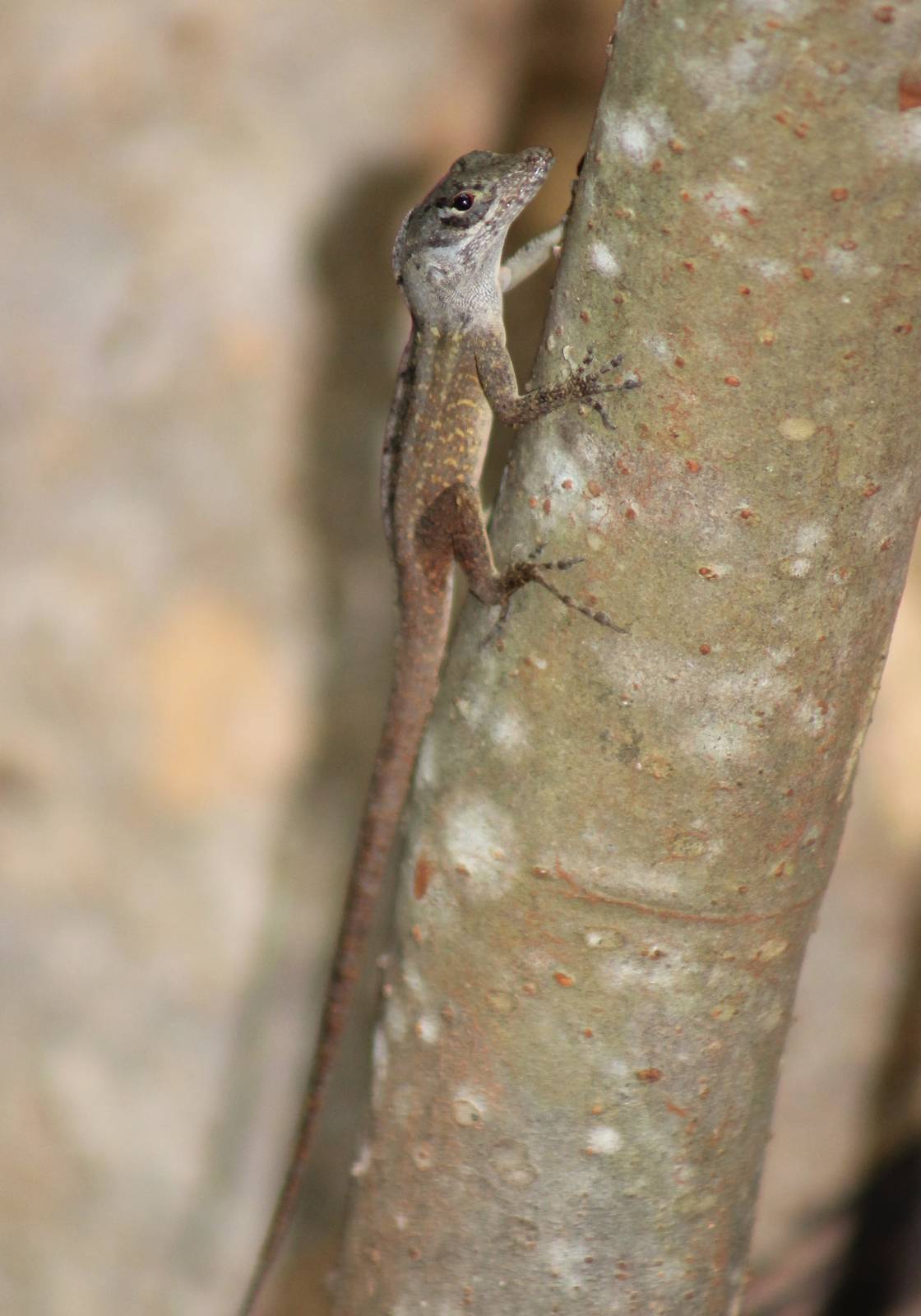 Anolis ID