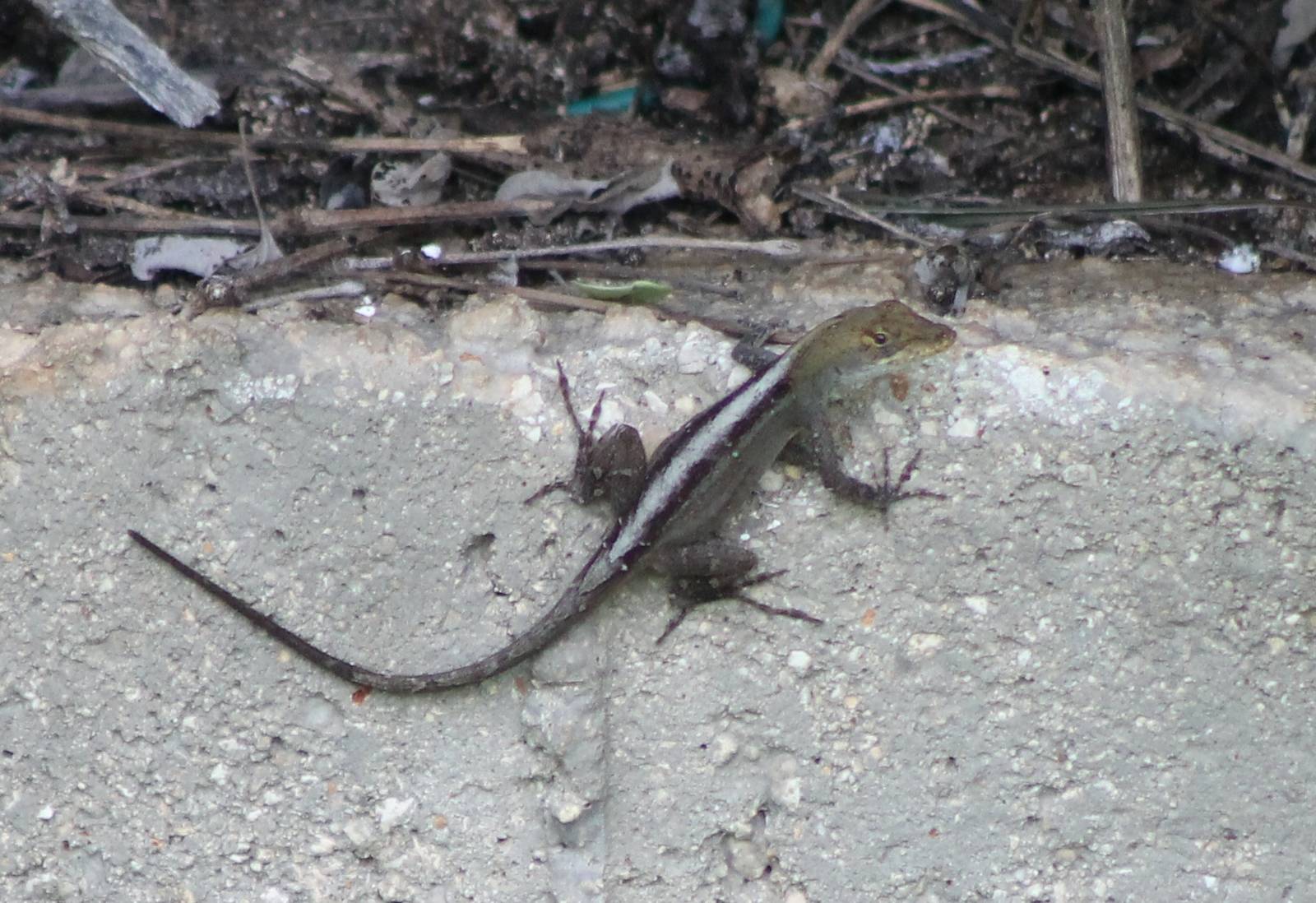 Anolis ID