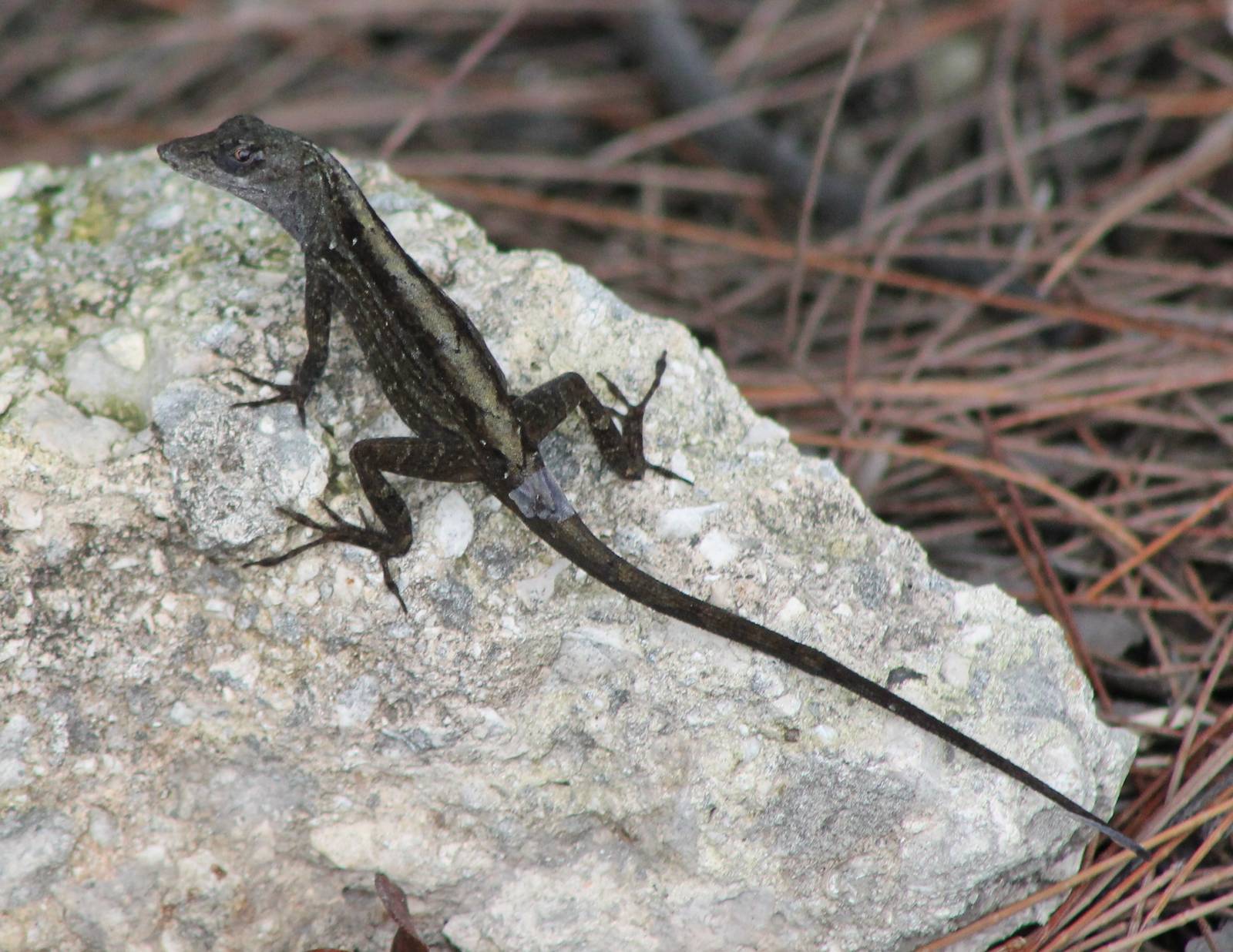 Anolis ID