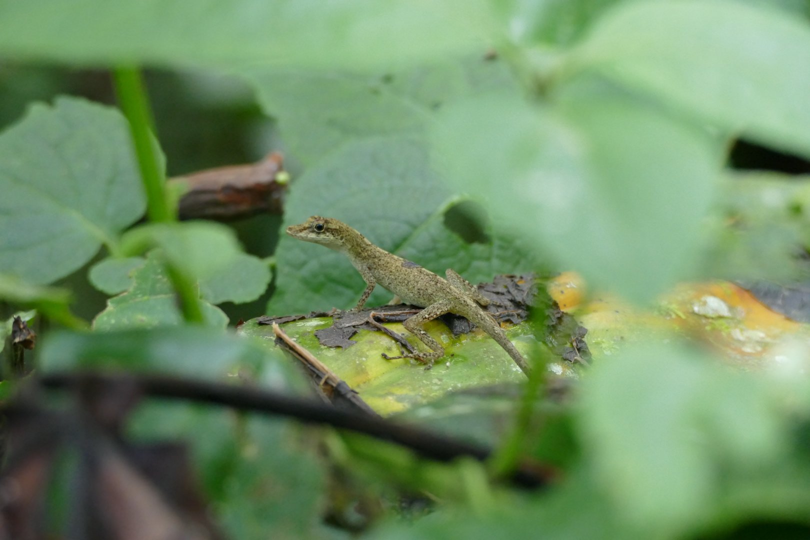 Anolis ID