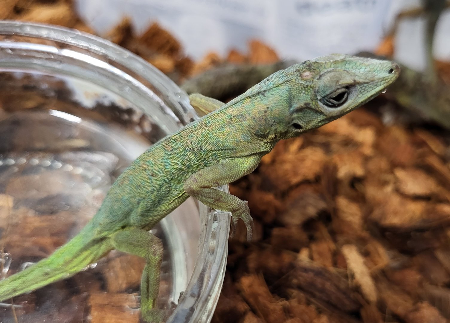 Anolis ID