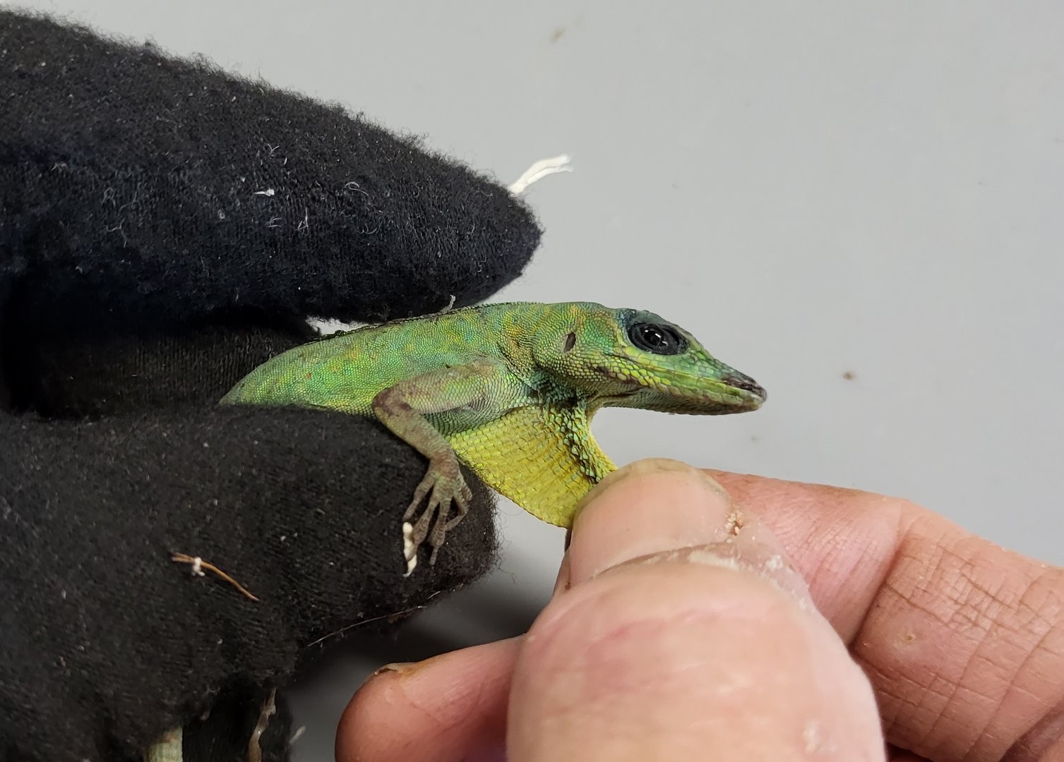 Anolis ID