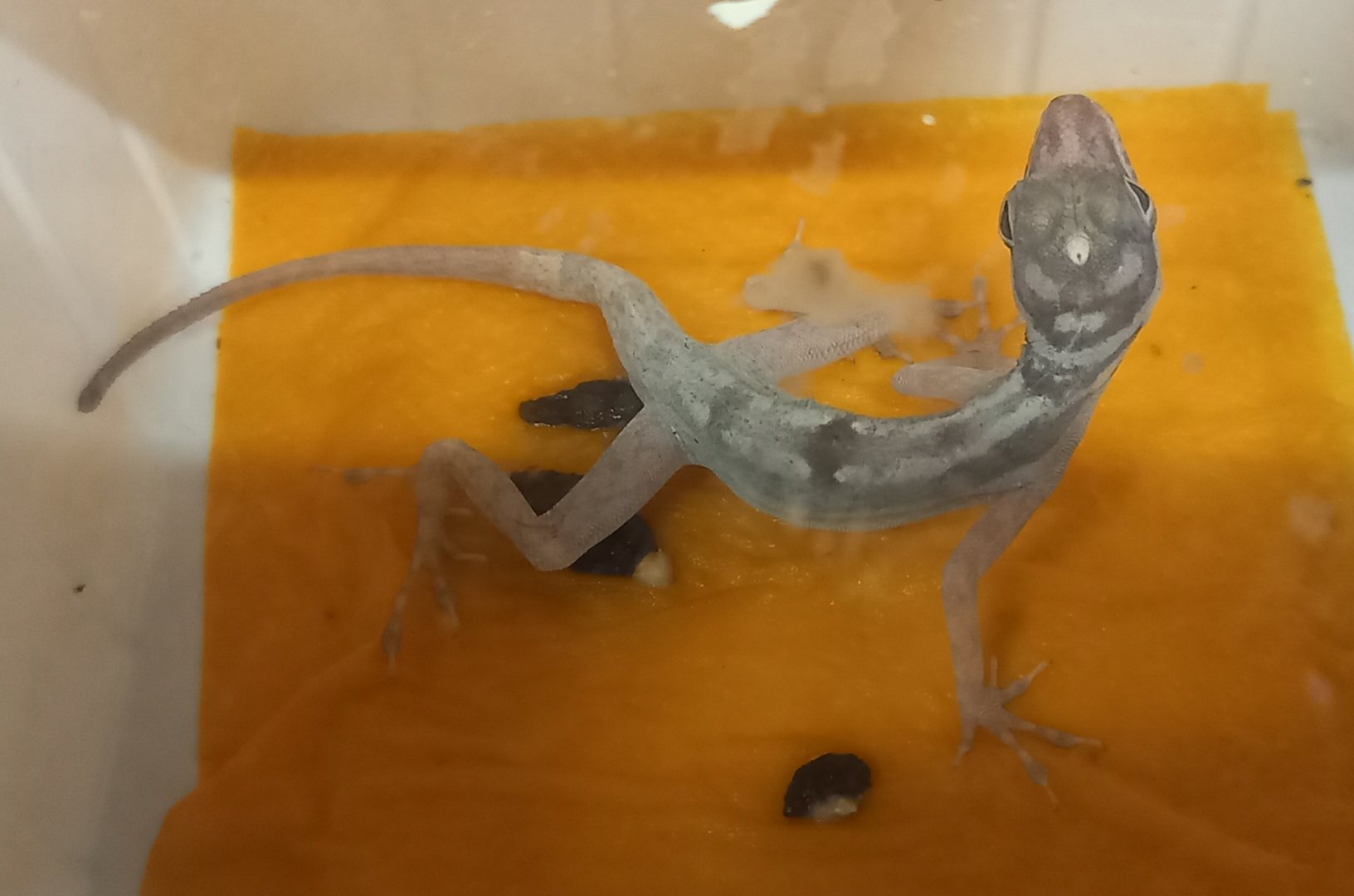 Anolis lucius
