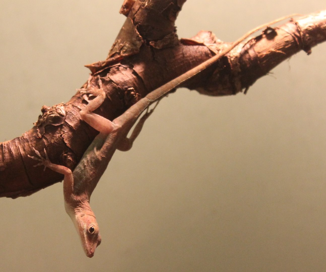 Anolis marmoratus alliaceus