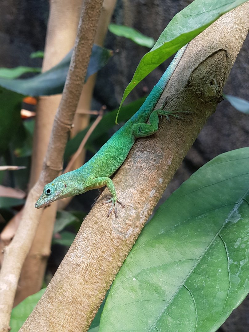 Anolis marmoratus