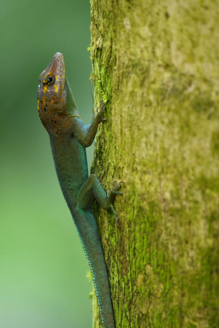 Anolis marmoratus